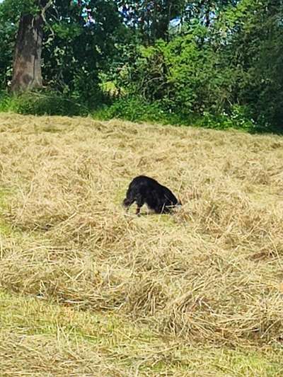 Hundetreffen-Wald und Wiese mit Frido-Bild