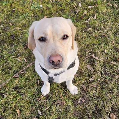 Hundetreffen-Treffen 30 min-Bild