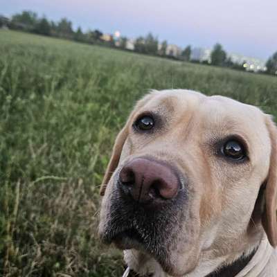 Hundetreffen-Social Walk (Abstand&Ruhe)-Bild