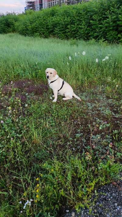 Hundetreffen-Treffen 30 min-Bild