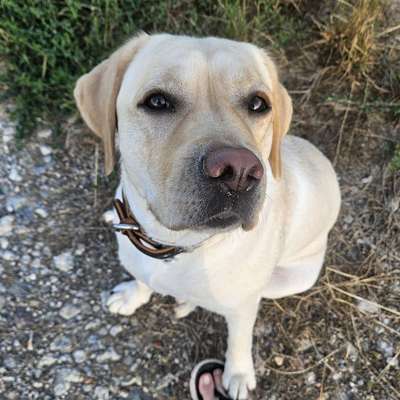 Hundetreffen-Social Walk (Abstand&Ruhe)-Bild