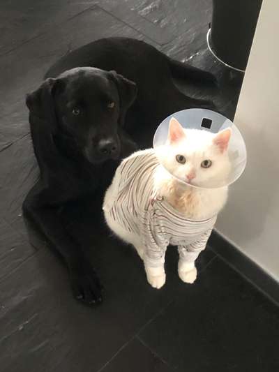 Labradorfans-Beitrag-Bild