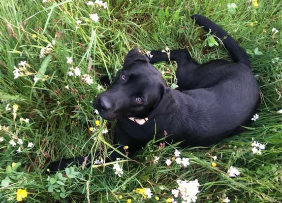 Labradorfans-Beitrag-Bild