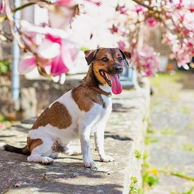 Hundetreffen-Treffen zum Spielen-Bild