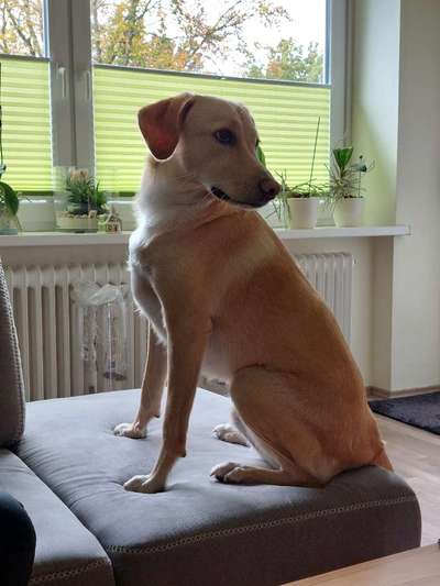 Auslandstierschutz-Beitrag-Bild