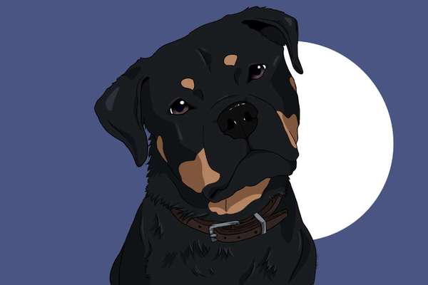 Hundebilder-Beitrag-Bild