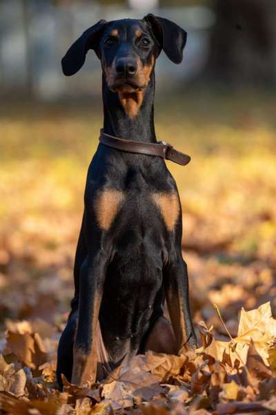 Dobermann Austausch-Beitrag-Bild