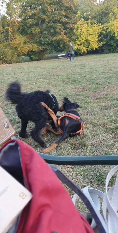 Hundeauslaufgebiet-Auer-Welsbach-Park-Bild