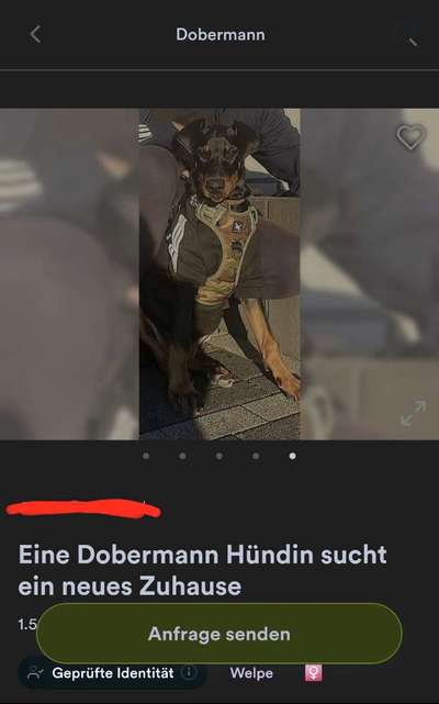 Warum soviele Hunde die wieder abgegeben werden?-Beitrag-Bild