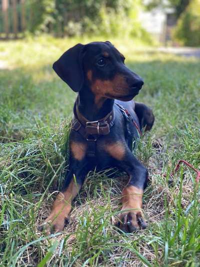 Die Dogorama Kalender Challenge Titelbild-Beitrag-Bild