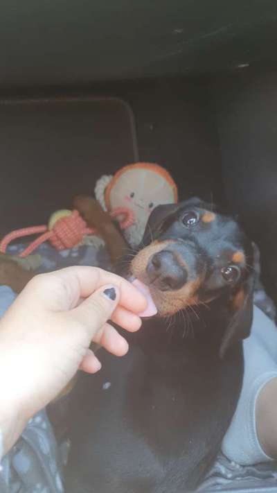 Fotochallenge Nr. 59 - Mein Hund zeigt die Zunge-Beitrag-Bild