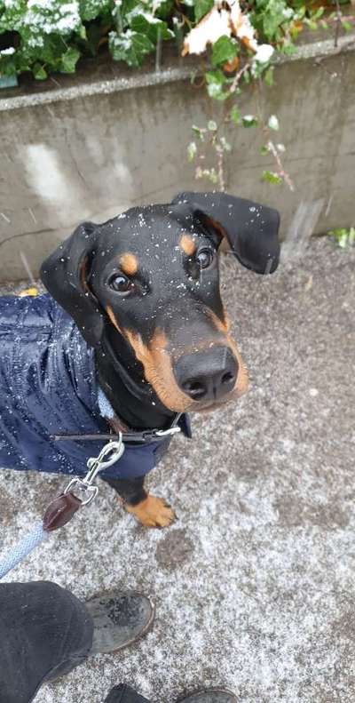Wo sind hier die Dobermänner-Beitrag-Bild