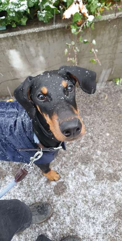 Wo sind hier die Dobermänner-Beitrag-Bild