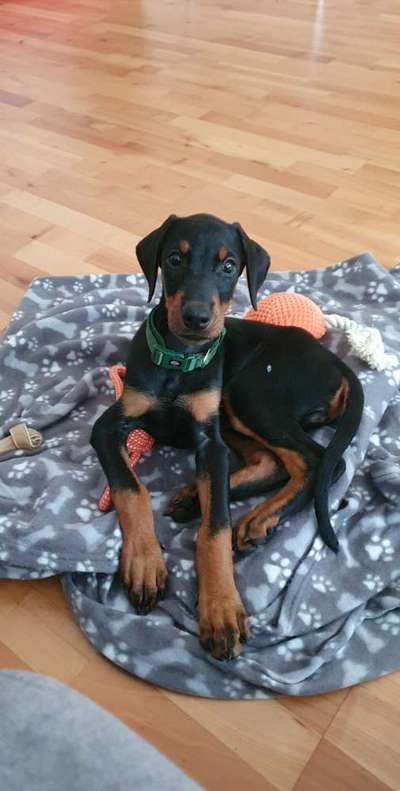 Deutsche Doggen Welpen-Beitrag-Bild