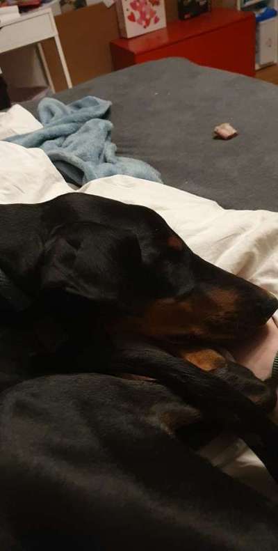 Darf der Hund bei Euch im Bett schlafen?-Beitrag-Bild