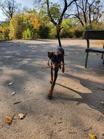 Hundeauslaufgebiet-Hadikpark-Bild