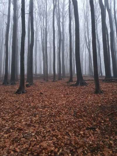 Die wunderschöne Welt mit Hund.-Beitrag-Bild