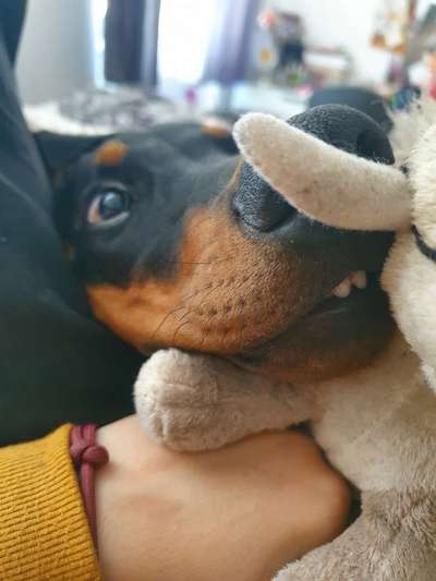 Zeige das lustigste Bild eures Hundis-Beitrag-Bild