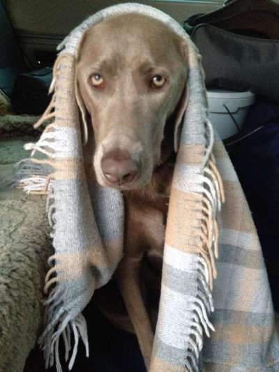 Dogorama Photo Challenge - Tre Chic!-Beitrag-Bild