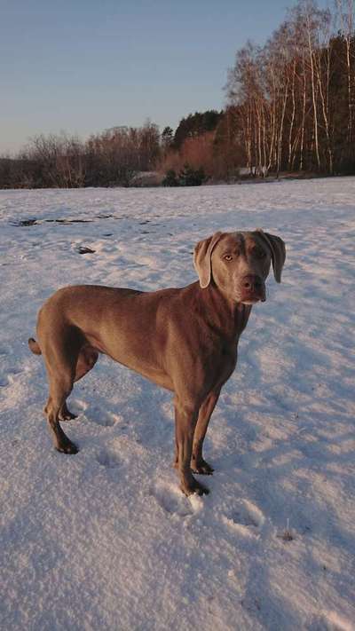 Weimaraner-Beitrag-Bild