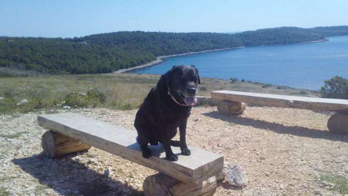 Fahrradanhänger? Lastenrad?-Beitrag-Bild