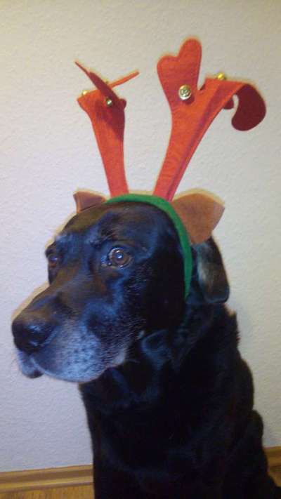 Dogorama Photo Challenge - Tre Chic!-Beitrag-Bild