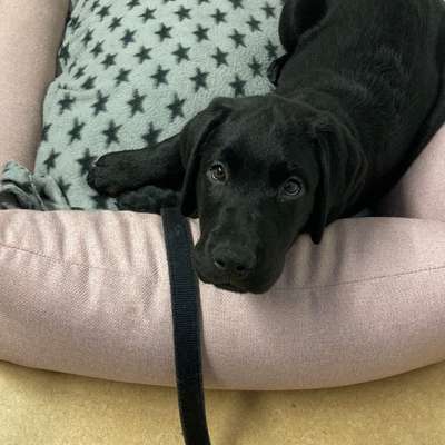 Hundetreffen-Trainings- und Spielpartnerinnen gesucht :)-Bild