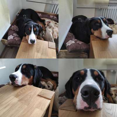 Appenzeller Sennenhunde-Beitrag-Bild