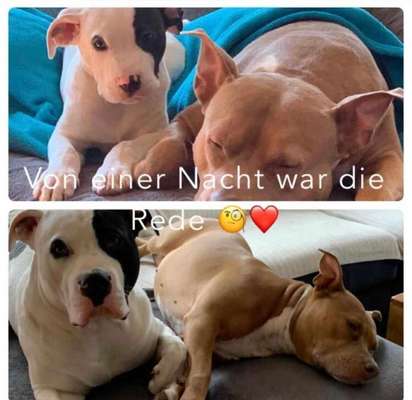 Dein Hund im Dogorama-Kalender 2021-Beitrag-Bild