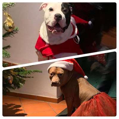 Dein Hund im Dogorama-Kalender 2021-Beitrag-Bild