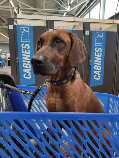 Rhodesian Ridgeback-Beitrag-Bild
