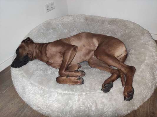 Rhodesian Ridgeback-Beitrag-Bild