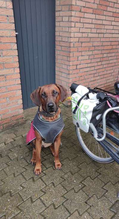 Rhodesian Ridgeback-Beitrag-Bild