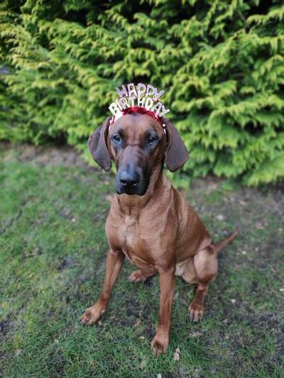 Rhodesian Ridgeback-Beitrag-Bild