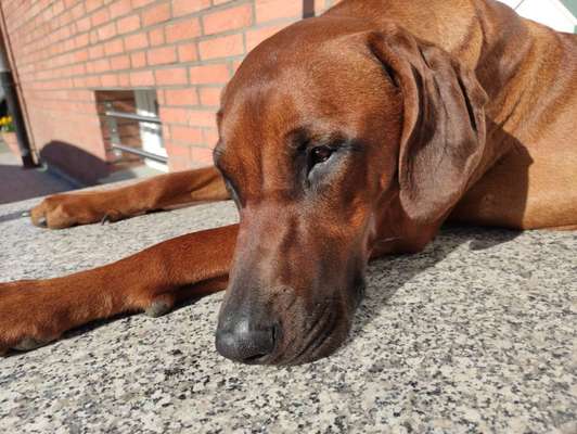 Rhodesian Ridgeback-Beitrag-Bild