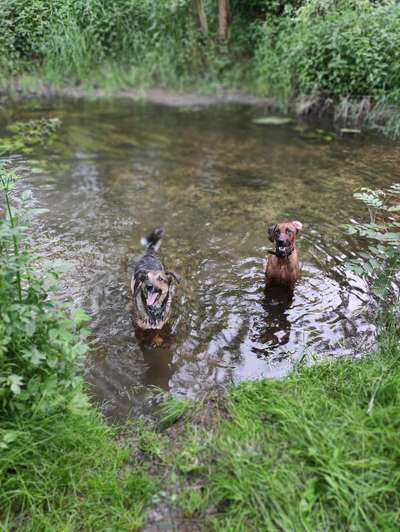 Rhodesian Ridgeback-Beitrag-Bild