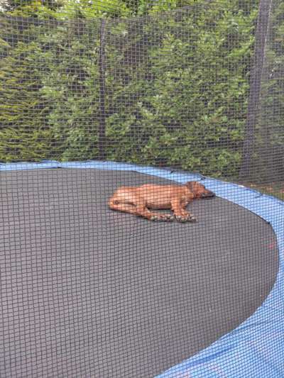 Rhodesian Ridgeback-Beitrag-Bild