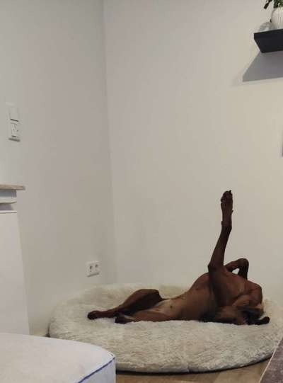 Rhodesian Ridgeback-Beitrag-Bild