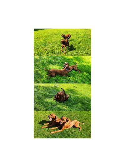 Rhodesian Ridgeback-Beitrag-Bild