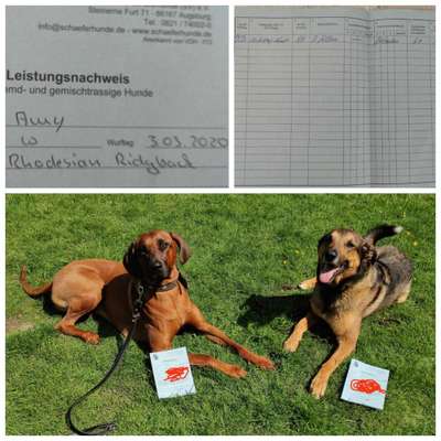 Rhodesian Ridgeback-Beitrag-Bild