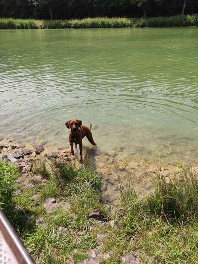 Rhodesian Ridgeback-Beitrag-Bild