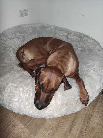 Rhodesian Ridgeback-Beitrag-Bild