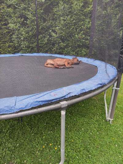 Rhodesian Ridgeback-Beitrag-Bild