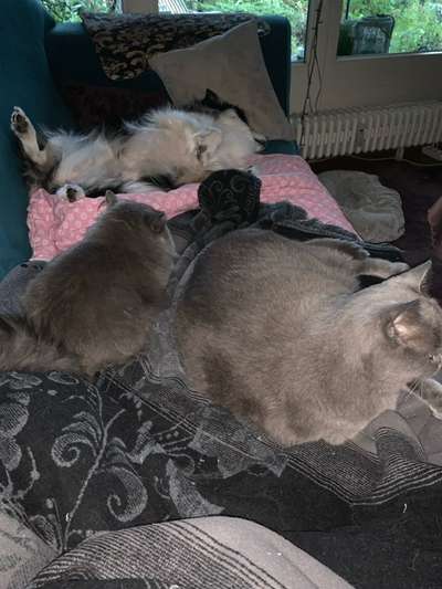 Hund mit Katze sozialisieren-Beitrag-Bild