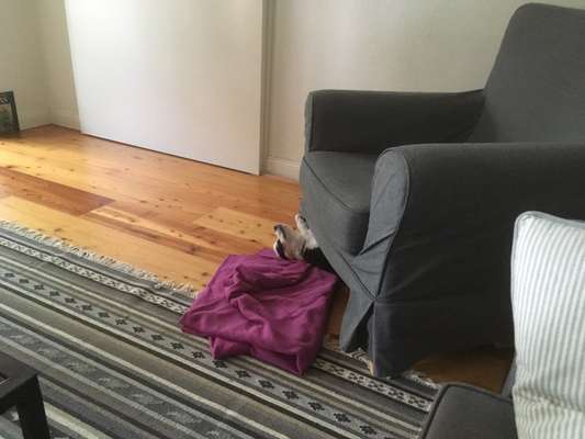 Welpen Bilder !-Beitrag-Bild