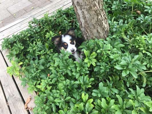 Fotowettbewerb Natur-Beitrag-Bild