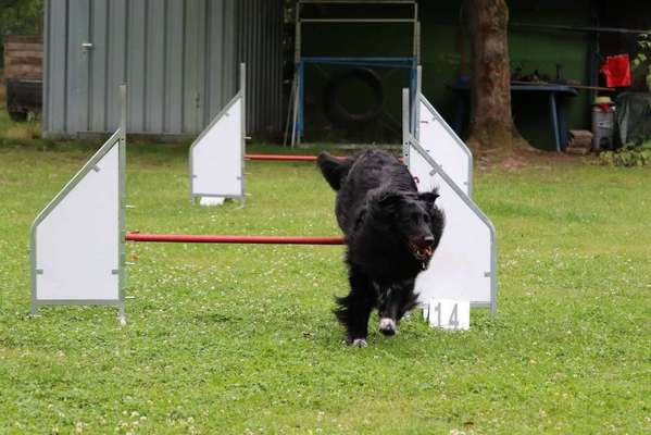 Hundetreffen-Hundeverein SV Og Mannheim Käfertal-Bild