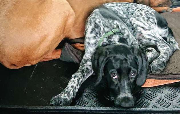 Sind hier Deutsch Kurzhaar/ Jagdhunde?-Beitrag-Bild