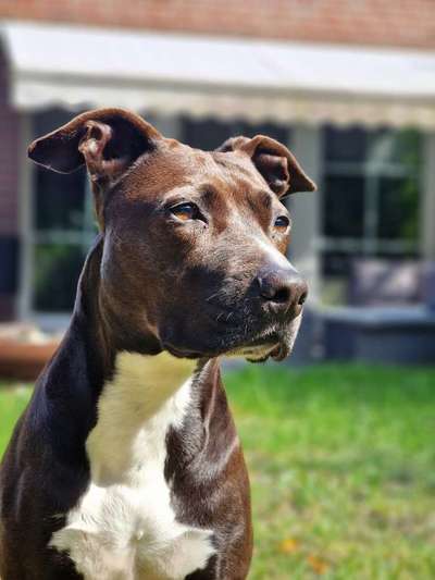 Hundetreffen-Gassi runden in Rotenburg-Bild