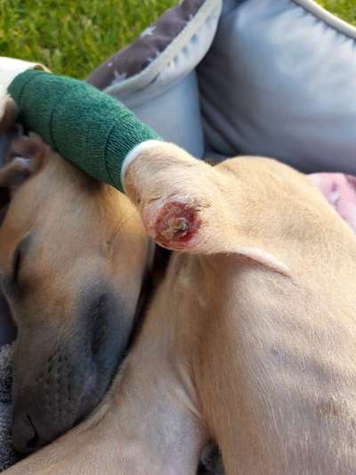 Windhunde - Treffen der besonderen Schönheiten
HERZLICH WILLKOMMEN-Beitrag-Bild